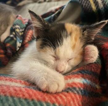 Shirley -  Calico Cat for Adoption in Maynardville, Tennessee - Shirley | PetCurious