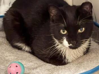 Koshechka / Crystal -  Domestic Short Hair Cat for Adoption - Koshechka / Crystal | PetCurious