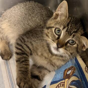 Tony -  Domestic Short Hair Cat for Adoption in Bryan, Ohio - Tony | PetCurious