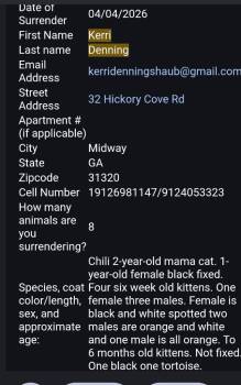 Domestic Short Hair Cats Available for Adoption in Darien, Georgia - Brooks | PetCurious