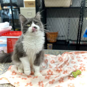 Rescue Domestic Medium Hair Cats for Adoption in Estherville, Iowa - Rylo | PetCurious