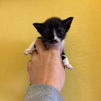 Sia -  Domestic Short Hair Cat for Adoption in Webster, Texas - Sia | PetCurious