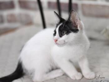 Rescue Domestic Short Hair Cats for Adoption in Conroe, Texas - Siren (Firehouse Litter) | PetCurious