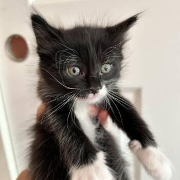 Lightning -  Domestic Medium Hair Cat for Adoption in Portland, Oregon - Lightning | PetCurious