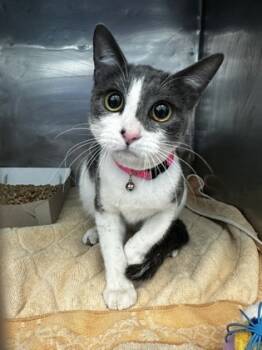 Rescue Domestic Short Hair Cats for Adoption in El Paso, Texas - 59838354 | PetCurious