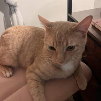 Butters -  Domestic Short Hair Cat for Adoption in Murray, Utah - Butters | PetCurious