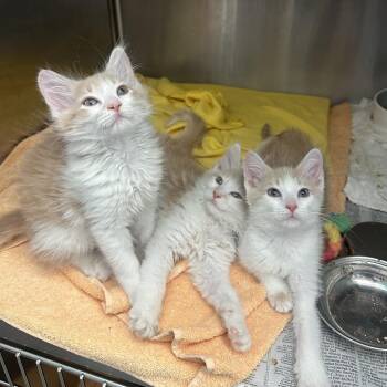 Domestic Short Hair Cats Available for Adoption in Pittsburgh, Pennsylvania - Ricotta | PetCurious