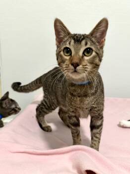 Domestic Short Hair Cats Available for Adoption - Ringo | PetCurious