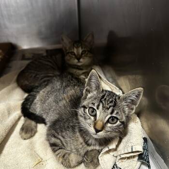 Rescue Domestic Short Hair Cats for Adoption in Seguin, Texas - Florence And Capri | PetCurious