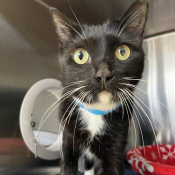 Cry Baby -  Domestic Short Hair Cat for Adoption in Lakeland, Florida - Cry Baby | PetCurious