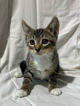 Fez -  Domestic Medium Hair and Domestic Short Hair Cat for Adoption in New Orleans, Louisiana - Fez | PetCurious