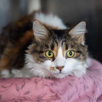 Rescue Domestic Long Hair Cats for Adoption - Miss Kitty | PetCurious