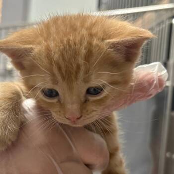 Chloe -  Domestic Short Hair Cat for Adoption in Taos, New Mexico - Chloe | PetCurious