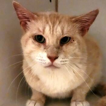 Rescue Domestic Short Hair Cats for Adoption in Brighton, Missouri - Casper | PetCurious