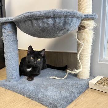 Domestic Short Hair Cats Available for Adoption - Misha | PetCurious