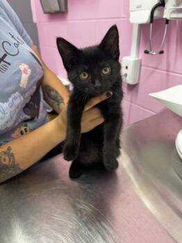 Habanero -  Domestic Short Hair Cat for Adoption in Columbus, Indiana - Habanero | PetCurious
