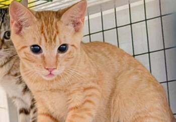 Donald -  Domestic Short Hair Cat for Adoption in St. Augustine, Florida - Donald | PetCurious