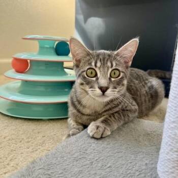 Rescue Tabby Cats for Adoption in Sacramento, California - Lola & Daisy (Bonded Pair) | PetCurious