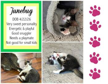 Junebug -  Domestic Medium Hair Cat for Adoption in Longview, Texas - Junebug | PetCurious
