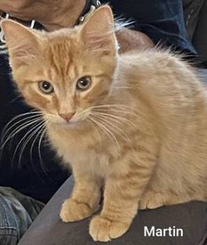 Martin -  Domestic Medium Hair Cat for Adoption in North Highlands, California - Martin | PetCurious