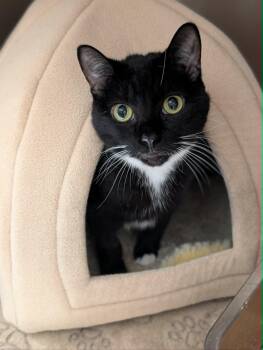 Luci -  Domestic Short Hair Cat for Adoption in Chambersburg, Pennsylvania - Luci | PetCurious