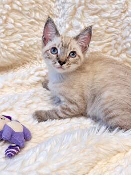 Ariel -  Siamese Cat for Adoption in Mobile, Alabama - Ariel | PetCurious