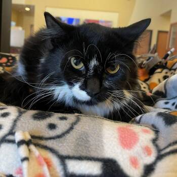 Domestic Medium Hair Cats Available for Adoption in Rochester, Minnesota - Kate | PetCurious