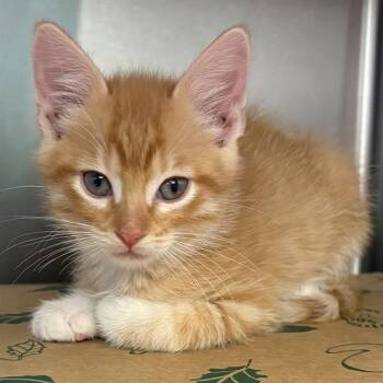 HAROLD -  Domestic Short Hair Cat for Adoption in St. Louis, Missouri - HAROLD | PetCurious
