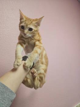 Domestic Short Hair Cats Available for Adoption in New Braunfels, Texas - Vash | PetCurious