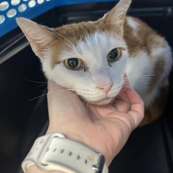 Herman -  Domestic Short Hair Cat for Adoption in Lakeland, Florida - Herman | PetCurious