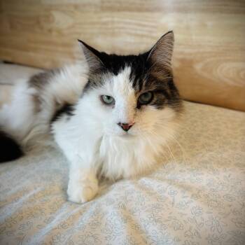Coda -  Domestic Long Hair Cat for Adoption in Buffalo, New York - Coda | PetCurious