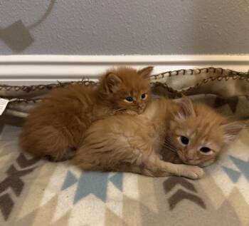 Pascal -  Domestic Long Hair Cat for Adoption in Crossville, Tennessee - Pascal | PetCurious