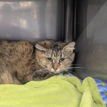 Domestic Long Hair Cats Available for Adoption in Jefferson City, Tennessee - Sadie | PetCurious