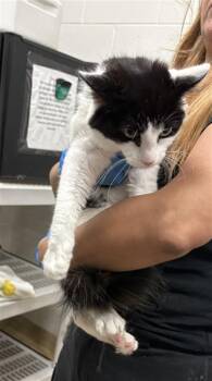 Domestic Medium Hair Cats Available for Adoption in Derwood, Maryland - SYLVIA | PetCurious