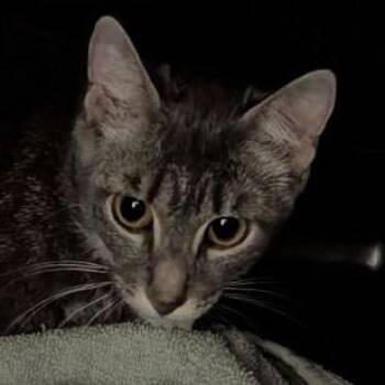 Ashiey -  Domestic Short Hair Cat Available for Adoption in Fairport, New York - Ashiey | PetCurious