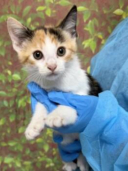 Domestic Short Hair Cats Available for Adoption in San Antonio, Texas - Butterscotch | PetCurious