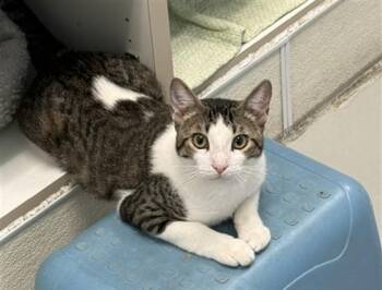 LOGAN -  Domestic Short Hair Cat for Adoption in Sarasota, Florida - LOGAN | PetCurious