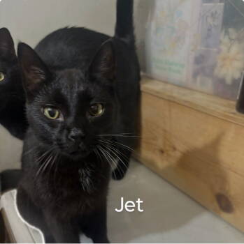 Rescue Domestic Short Hair Cats for Adoption in Niles, Michigan - Jett | PetCurious