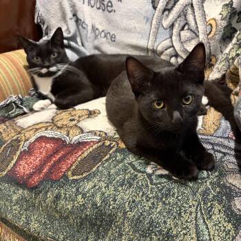 Iggy -  Bombay Cat for Adoption in Levittown, New York - Iggy | PetCurious