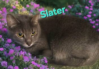 Domestic Short Hair Cats Available for Adoption in Jim Thorpe, Pennsylvania - Slater | PetCurious