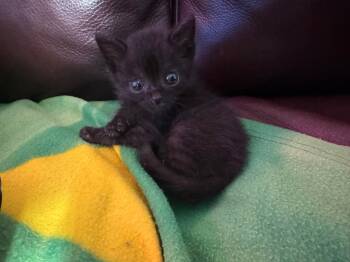 Rescue Domestic Short Hair Cats for Adoption in San Antonio, Texas - Burley | PetCurious