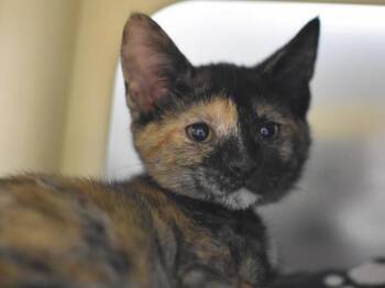 Arbequina Olive Oil -  Domestic Short Hair Cat for Adoption in Portland, Oregon - Arbequina Olive Oil | PetCurious
