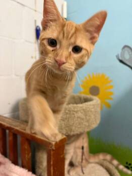 Sonny -  Domestic Short Hair and Tabby Cat for Adoption in Greenfield, Indiana - Sonny | PetCurious