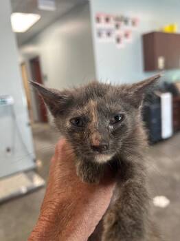 Edie -  Domestic Short Hair Cat for Adoption in Gautier, Mississippi - Edie | PetCurious
