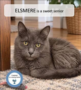 Elsmere -  Domestic Medium Hair Cat for Adoption in Cincinnati, Ohio - Elsmere | PetCurious