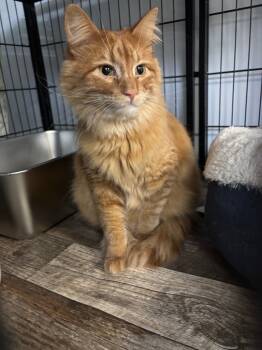 Rescue Domestic Medium Hair Cats for Adoption in Algona, Iowa - Julius | PetCurious