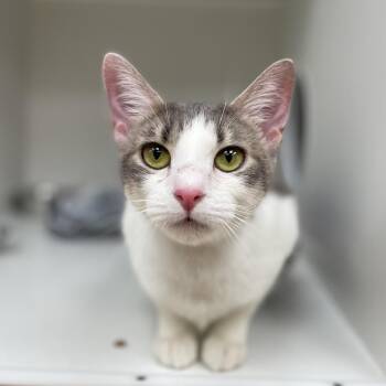 Ellie -  Domestic Short Hair Cat for Adoption in Champaign, Illinois - Ellie | PetCurious