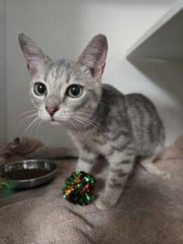 Dandelion -  Domestic Short Hair Cat for Adoption in Savannah, Georgia - Dandelion | PetCurious