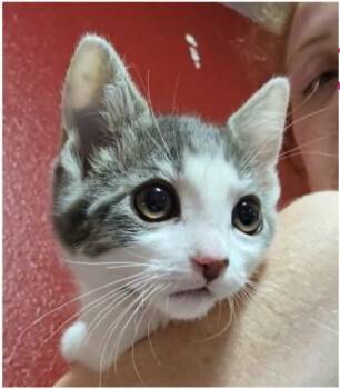 Yarrow -  Domestic Short Hair Cat for Adoption in Eugene, Oregon - Yarrow | PetCurious