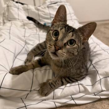 Minnie May -  Domestic Short Hair Cat for Adoption in Philadelphia, Pennsylvania - Minnie May | PetCurious